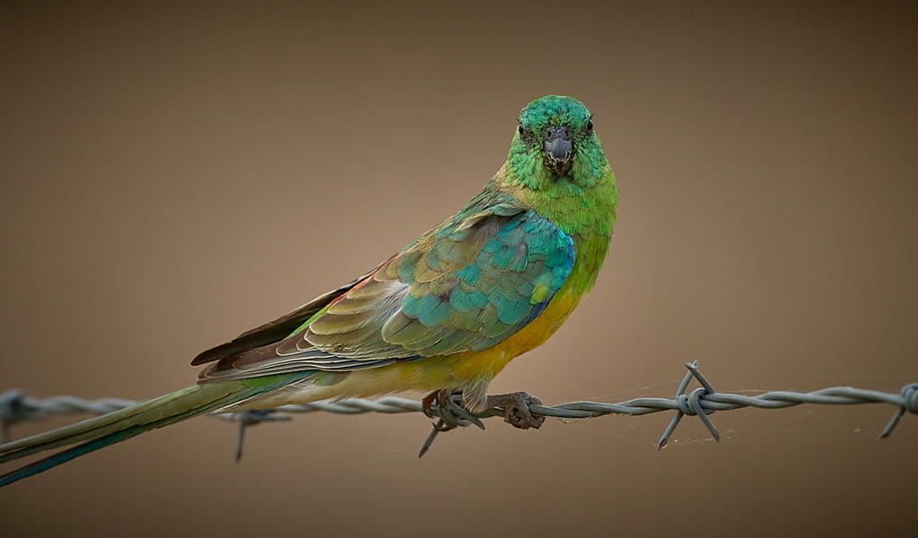 Photo of a colourful Red Rumped Parrot sitting on a wire fence.  Credit: Chris Bruce &copy; Chris Bruce/DPE 