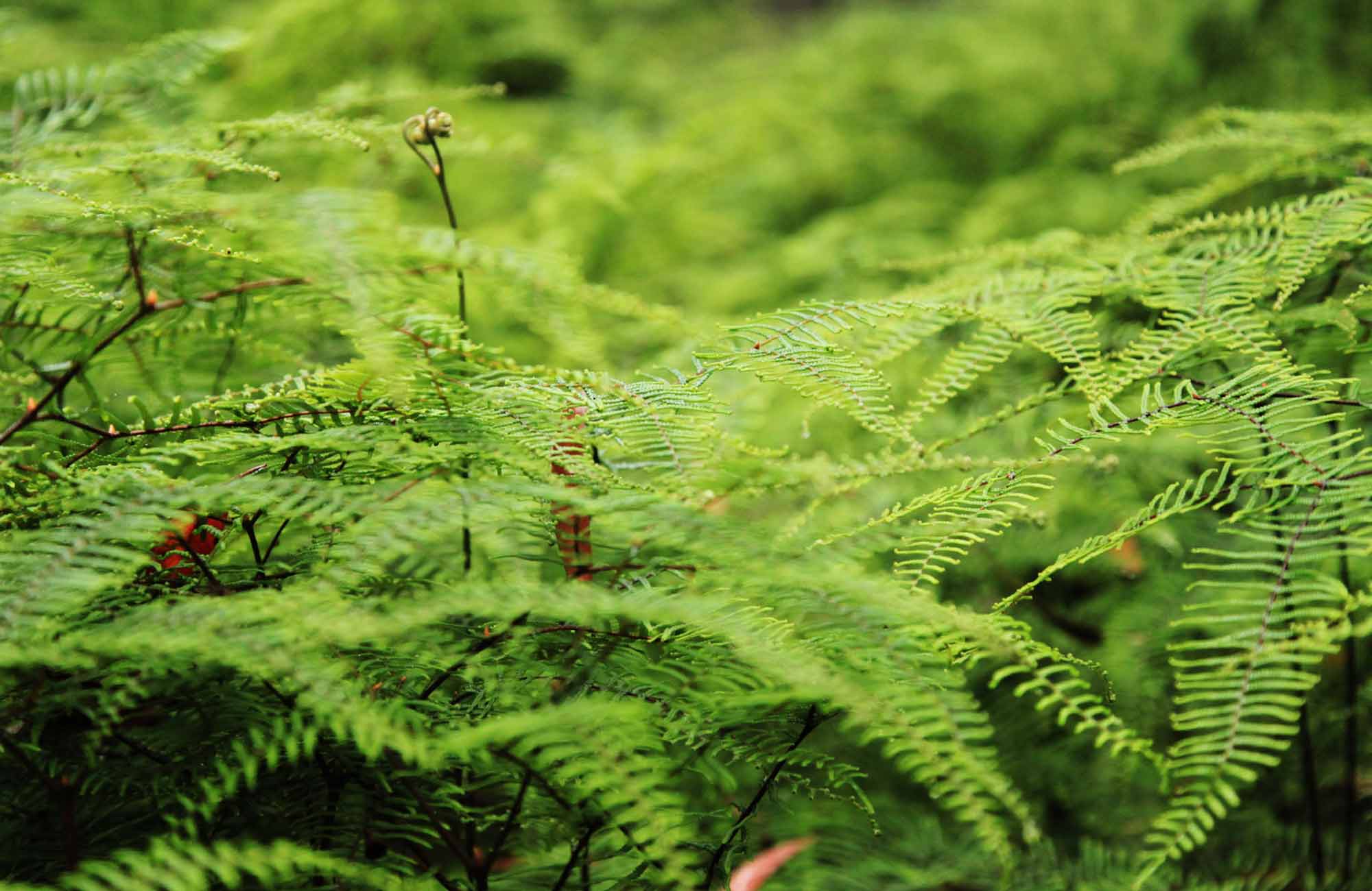 Ferns in Budderoo National Park. Photo: Andy Richards
