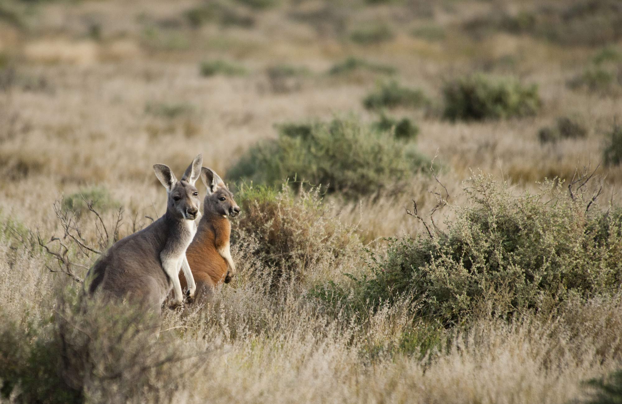 Kangaroos in Kinchega National Park. Photo: David Finnegan