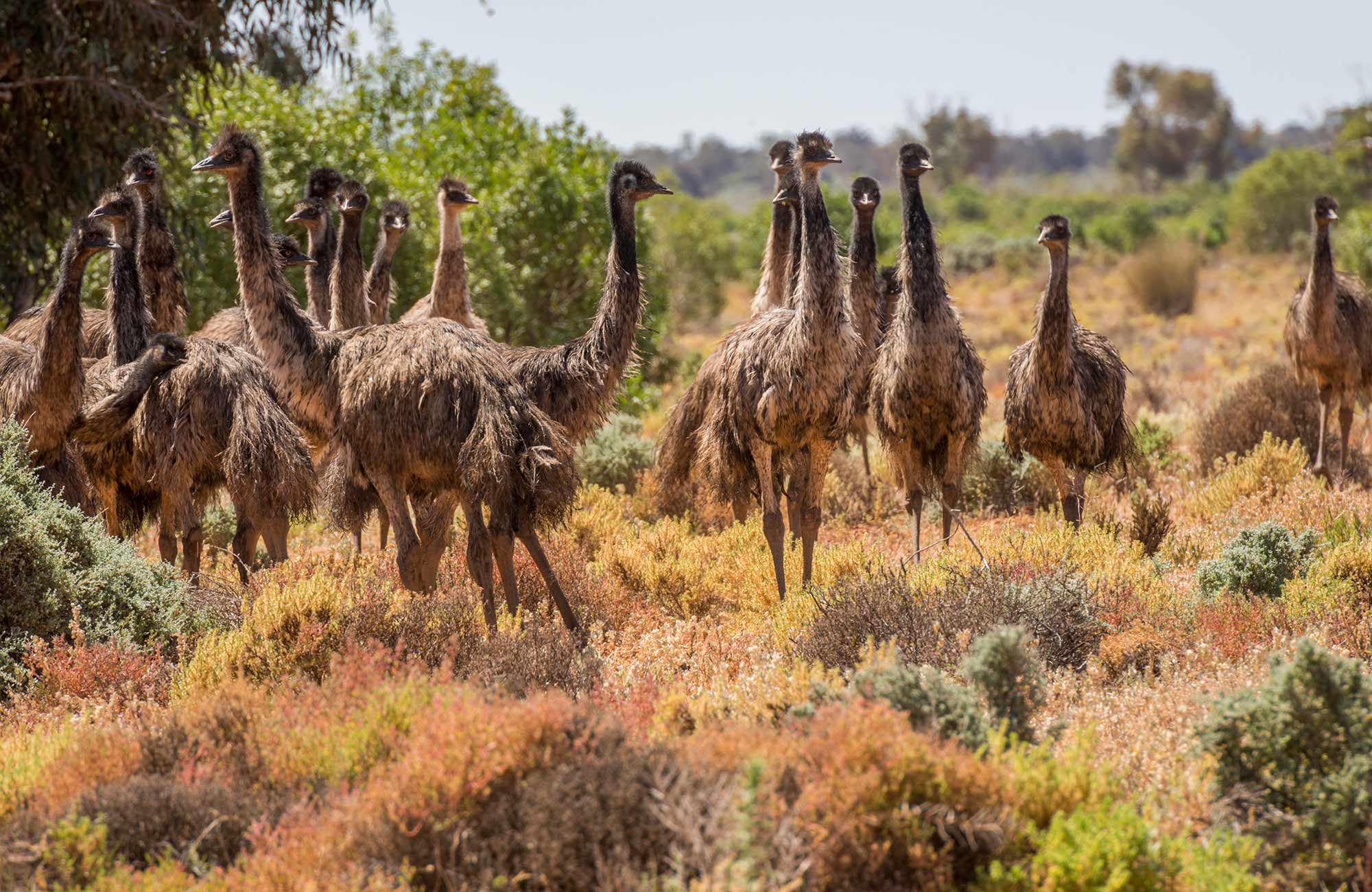Paroo Darling National Park. Photo: John Spencer