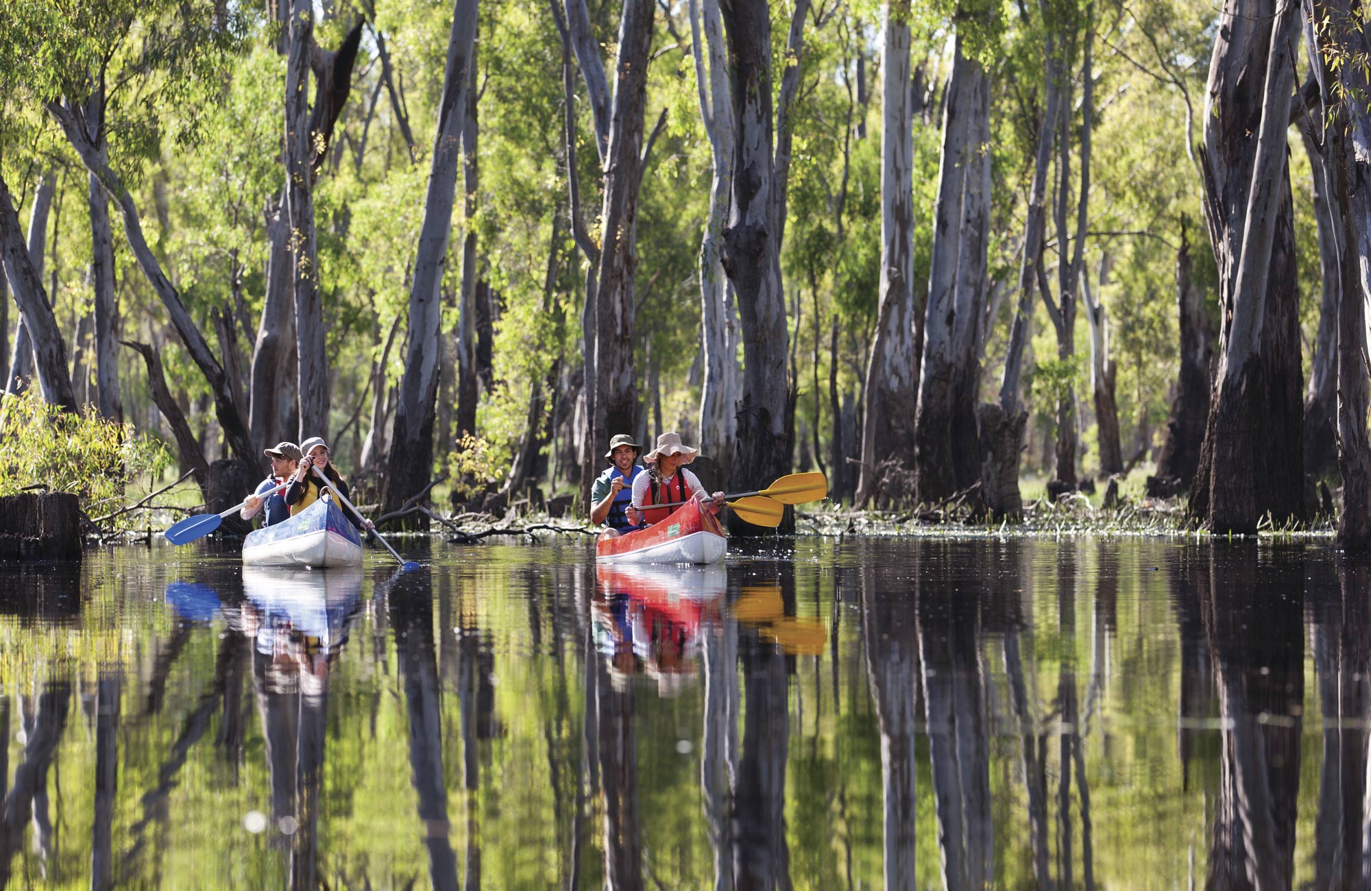 Kayaking amongst the river red gums.