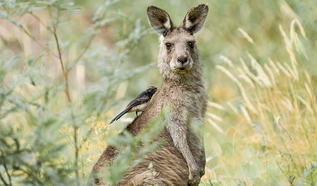 Willy wagtail sitting on the back of a kangaroo picking at its fur while the kangaroo eats grass. Credit: Allan Cronin/DPE