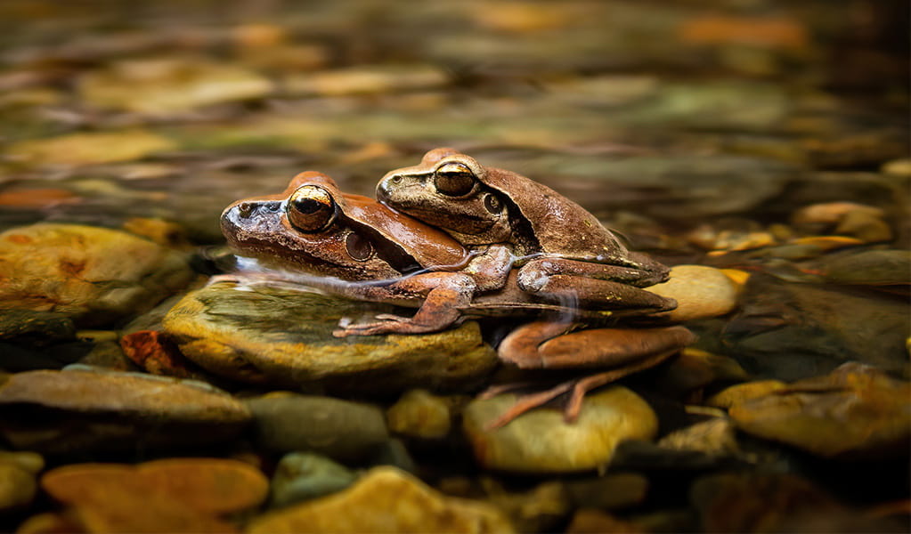 One brown frog perched on the back of another frog in a pebbly stream. Credit: Anthony Murphy/DPE