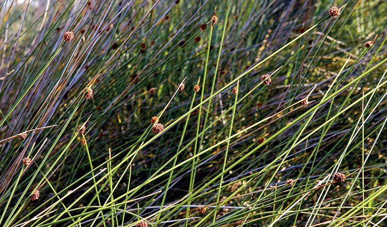 Coastal grass. Photo:Michael Van Ewijk Copyright:NSW Government