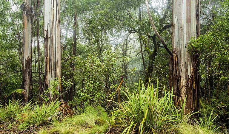 Forest Photo:Michael Van Ewijk Copyright:NSW Government