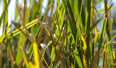 Grass Photo:Emily Ingram Copyright:NSW Government