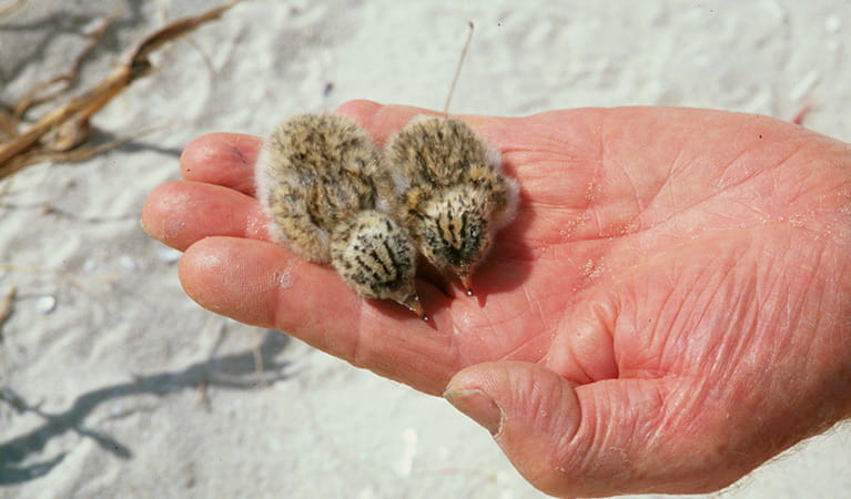 Little tern chicks. Photo: Michael Jarman