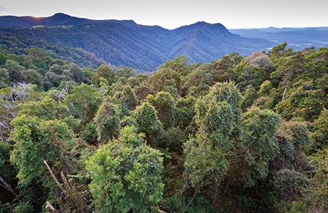 The Skywalk lookout, Dorrigo National Park. Photo: Rob Cleary