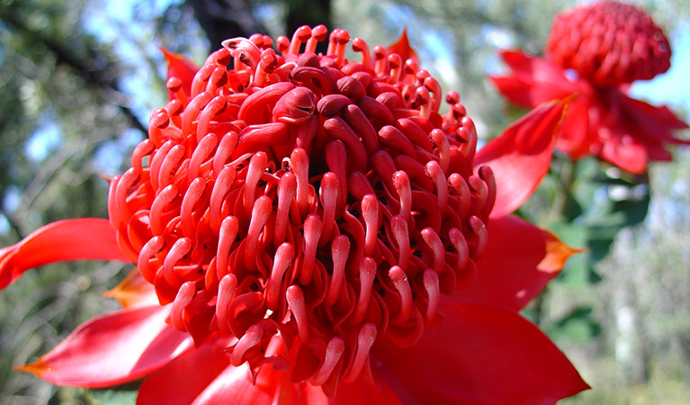 Waratah (Telopea speciosissima). Photo: Alexandra Simpson