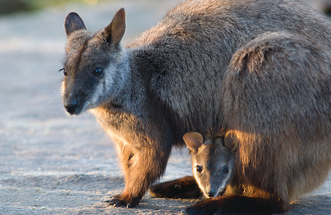 What NSW National Parks is doing to protect and conserve biodiversity | NSW National Parks What NSW National Parks is doing to protect and conserve biodiversity | NSW National Parks