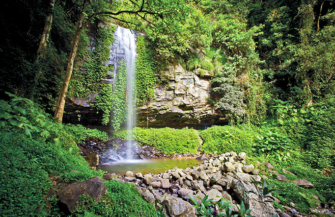 Crystal Shower Falls, Dorrigo National Park. Photo: Rob Cleary 