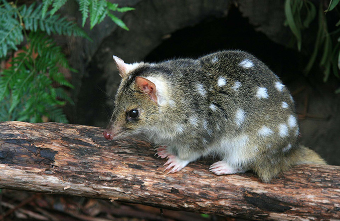 An eastern quoll. Photo credit: Deborah Talan © Dreamstime.com