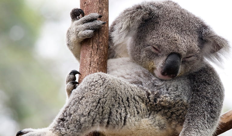 Close up of a sleeping koala holding itself in the fork of a tree. Photo: Mark R Higgins/iStock