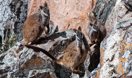 Three brush-tailed rock-wallabies blend into their rocky habitat in Oxley Wild Rivers National Park. Photo: Shane Ruming &copy; Shane Ruming
