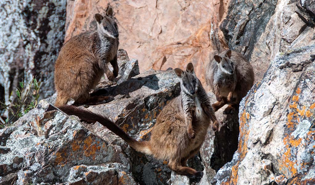 Three brush-tailed rock-wallabies blend into their rocky habitat in Oxley Wild Rivers National Park. Photo: Shane Ruming &copy; Shane Ruming