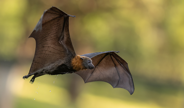 A grey-headed flying-fox flying with blurred yellow-green forest in the background. Photo: © Nick Edards