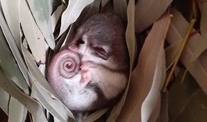 An eastern pygmy-possum curled up asleep in a nest of eucalypt leaves. Photo: Sue Brookhouse &copy; Sue Brookhouse