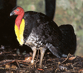 GIF image with 3 photos: profile view of adult Australian brush turkey; brush turkey chick; leaf mound. Photos: Ann Goeth © Ann Goethe; Tegan Burton © DCCEEW; Johny Spencer © DCCEEW.