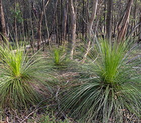 Grass trees in a woodland understorey. Photo: John Spencer © DCCEEW