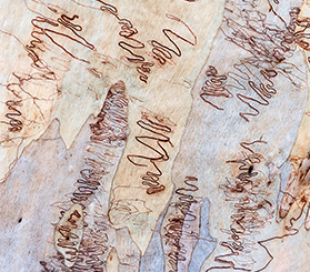 Close up of a scribbly gum tree's bark with distinctive markings made by moth larvae. Photo: Michael Van Ewijk © DCCEEW