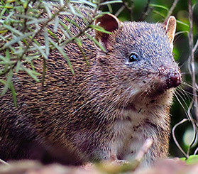 Close up ground level view of a southern brown bandicoot emerging from green foliage. Photo: Ricardo Simao © Ricardo Simao