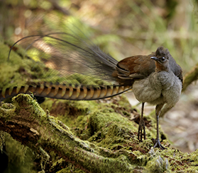 A male superb lyrebird walks along a mossy tree branch. Photo: alissa Cook © Alissa Cook