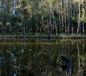 Swamp oak floodplain forest trees and reflection in estuarine water. Photo: Shane Ruming © Shane Ruming