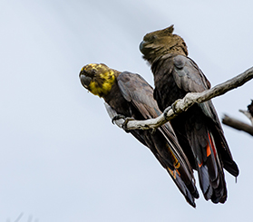 Looking up at a pair of glossy black cockatoos perched on a tree branch. Photo: John Spencer © DCCEEW