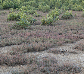 Endangered saltmarsh habitat in Marramarra National Park. Photo: Rosie Nicolai © Rosie Nicolai