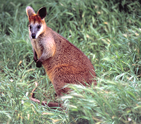 A swamp wallaby amongst the grassy understorey. Photo: Ken Stepnell © DCCEEW