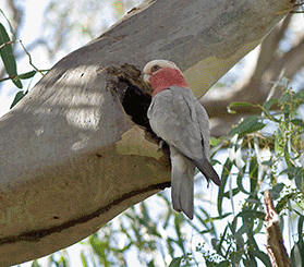 GIF image with 5 photos of tree hollows. Photos: John Turbill © John Turbill; Rosie Ncolai © Rosie Nicolai; Johny Spencer © DCCEEW