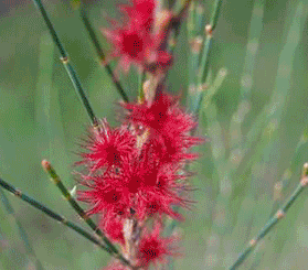 GIF image compilation showing close-ups of the NIelsen Park she-oak red flowers, thin green foliage and brown seed cones. Photos: © Bronwyn Kershaw; Alan Fairley © DCCEEW; Michael Van Ewijk © DCCEEW; Erica Mahon © DCCEEW