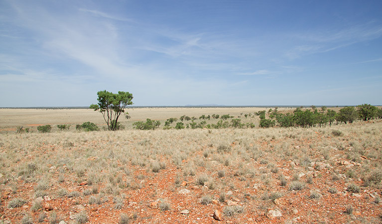 Mount Talowla lookout, Toorale National Park and State Conservation Area. Photo: Gregory Anderson