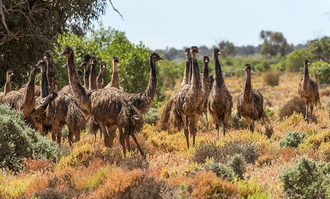 Flock of emu, Paroo Darling National Park. Photo: John Spencer/OEH