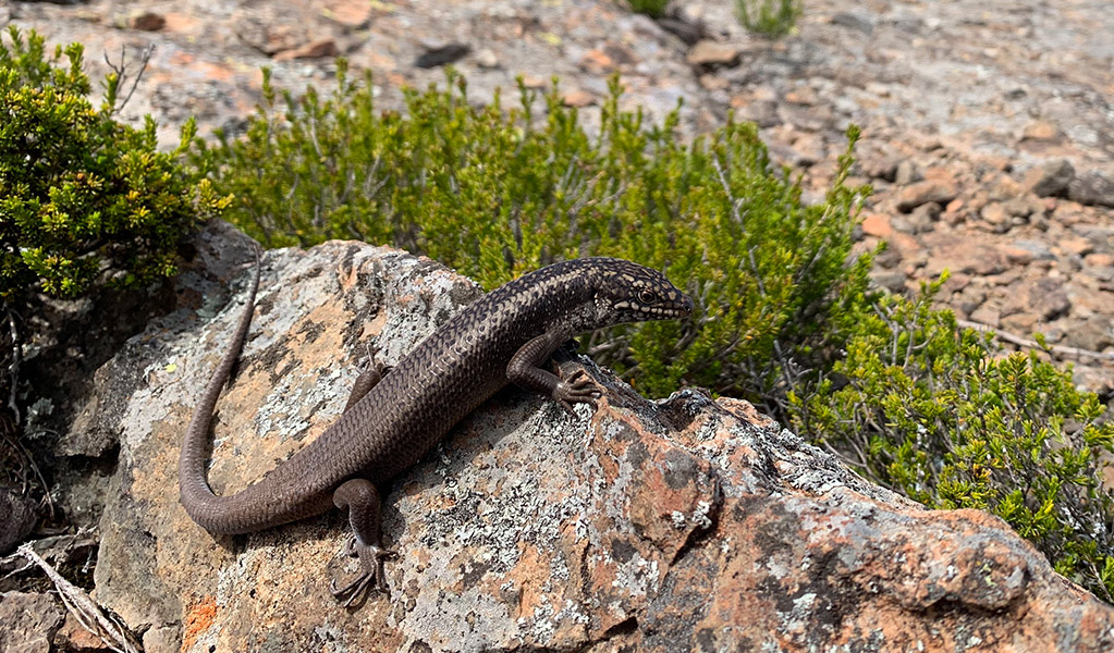 A Mount Kaputar skink suns itself on rocks in Mount Kaputar National Park. Photo: Jodi Rowley © Jodi Rowley