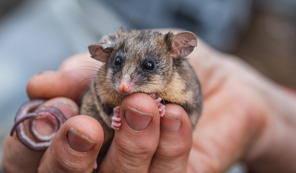 A mountain pygmy-possum clings to a person's hand, Kosciuszko National Park. Photo: Alex Pike &copy; DPE