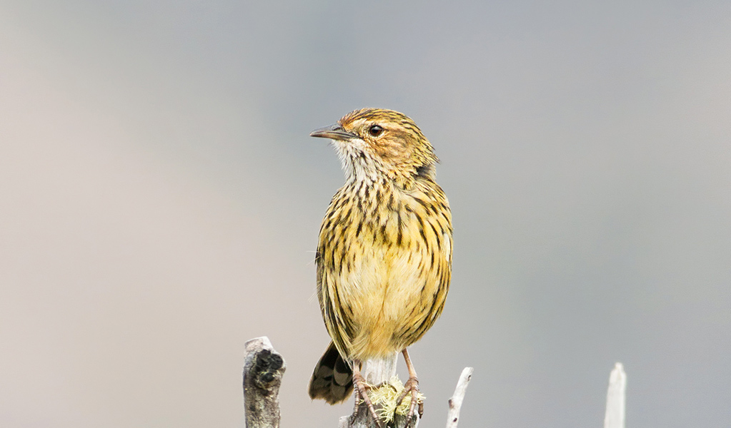 A striated fieldwren perches on a dead tree branch. Photo: Lachlan Hall © Lachlan Hall