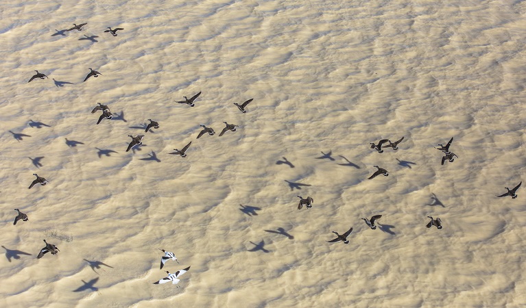 Wetland birds fly over Caryapundy Swamp, Narriearra Caryapundy Swamp National Park. Photo: Joshua Smith ©DPE