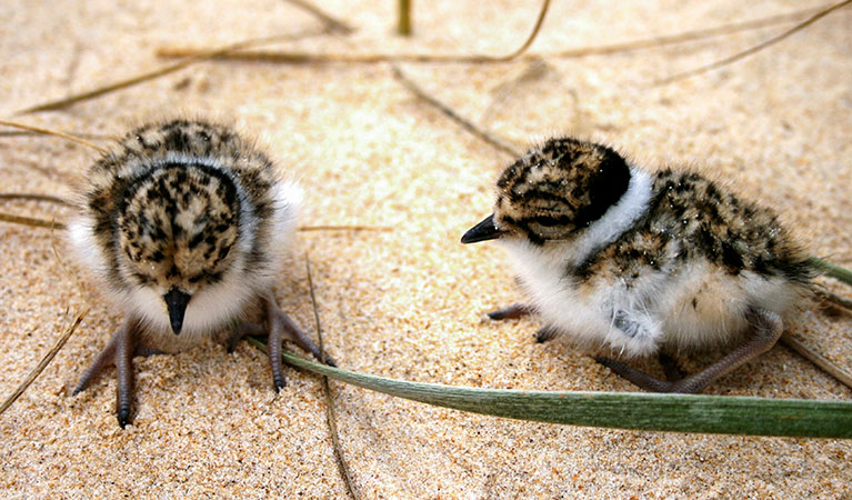Close up of two hooded plover chicks on a sandy beach. Photo: Jodie Dunn © Jodie Dunn