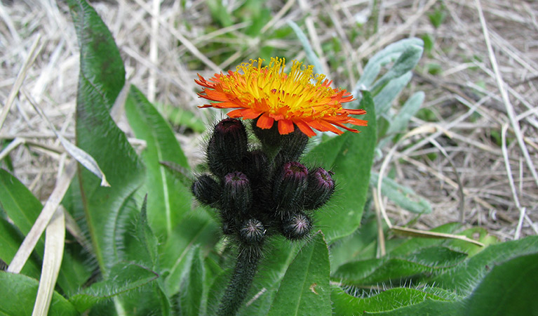 The orange flower of the invasive hawkweed plant. Photo: Mark Hamilton © DPE