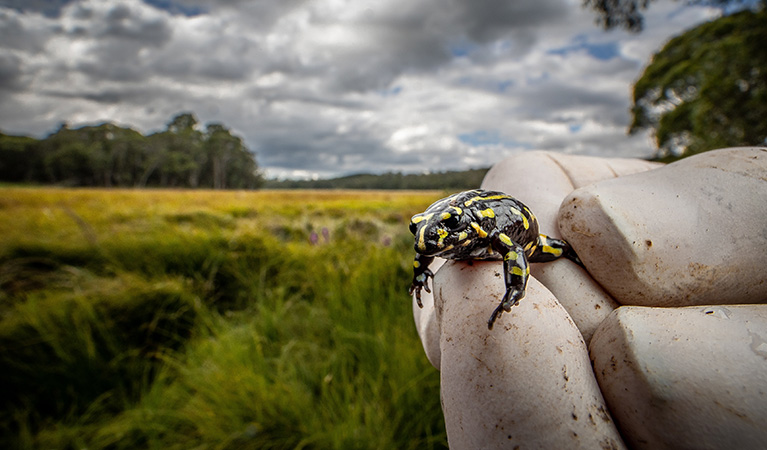 A northern corroboree frog is held in a gloved hand. Photo credit: Alex Pike © DPE