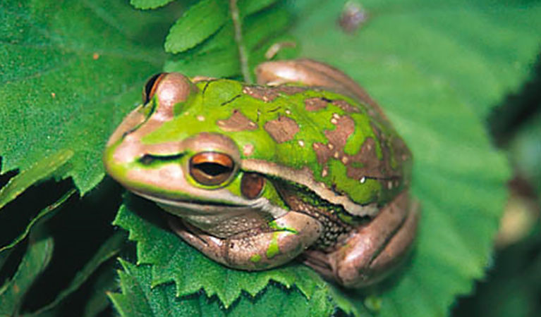 Looking down at a threatened green and golden bell frog sitting on a strawberry plant leaf. Photo credit: Stuart Cohen ©: Stuart Cohen and OEH