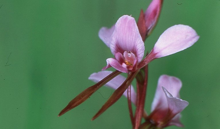 Close up of the small pink-mauve flower of the endangered sand doubletail orchid. Photo credit: Barry Collier © Barry Collier