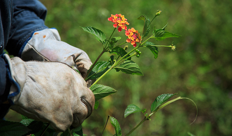 Close up of white gloved hands holding lantana, an invasive weed species. Photo: Rosie Nicolai © Rosie Nicolai
