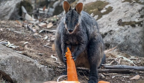 Brush-tail rock wallaby eating a carrot from food drop after the 2019-20 bushfires, Wollemi National Park, 2020. Photo: John Spencer &copy; DPIE