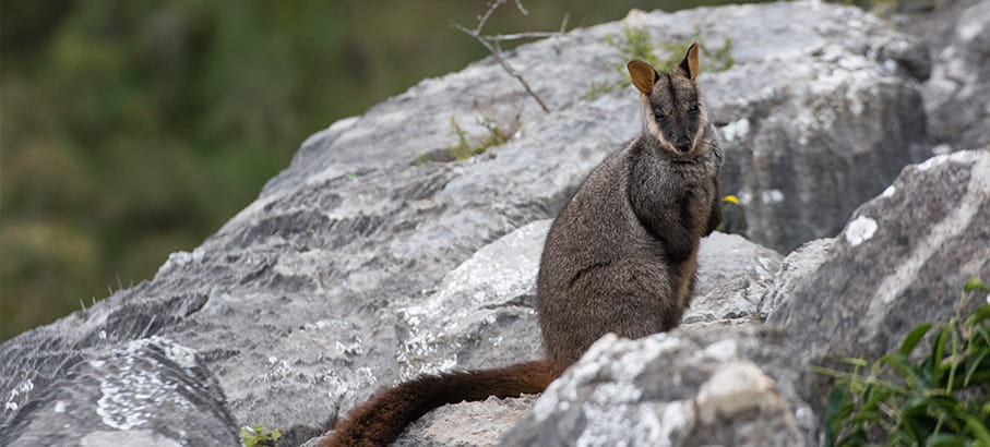 A brush-tailed rock-wallaby. Photo credit: Stuart Cohen &copy; Stuart Cohen