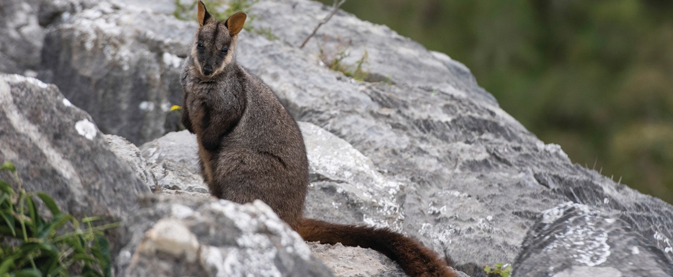 A brush-tailed rock-wallaby in Jenolan Karst Conservation Reserve. Photo credit: Stuart Cohen © DPIE