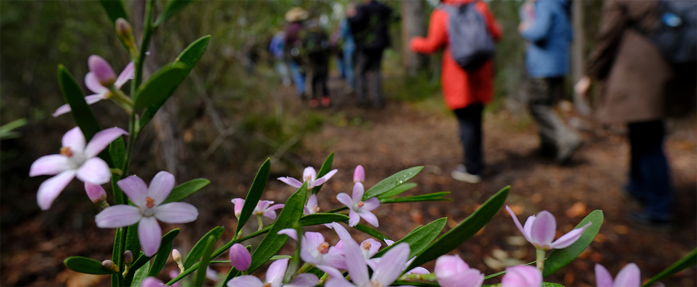 Spring wildflowers in Muogamarra Nature Reserve. Photo: Elinor Sheargold © DPE