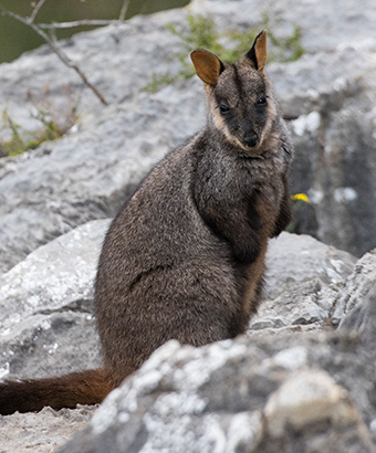 A brush-tailed rock-wallaby in Jenolan Karst Conservation Reserve. Photo credit: Stuart Cohen &copy; DPIE