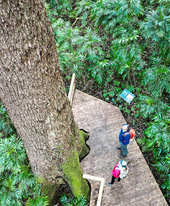 Two people looking up at a large tree in a rainforest, Washpool National Park. Photo: DPE